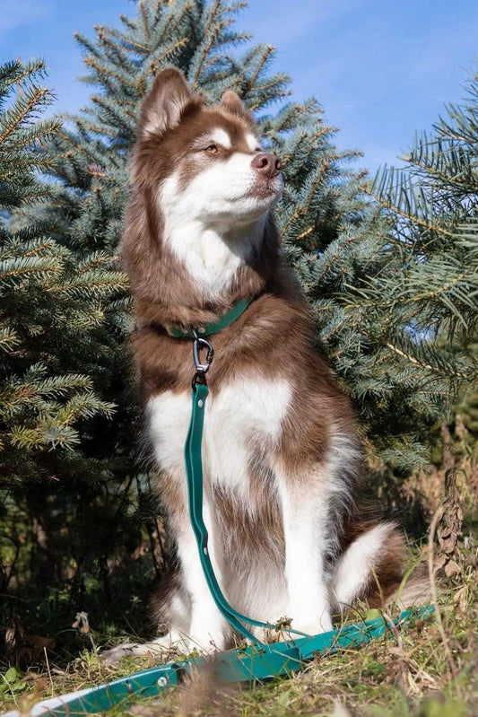 Leash Siberian Spruce Waterproof Dog Leash LE24SS01 39 $ Shop All Aria the Fox Stew's Incense