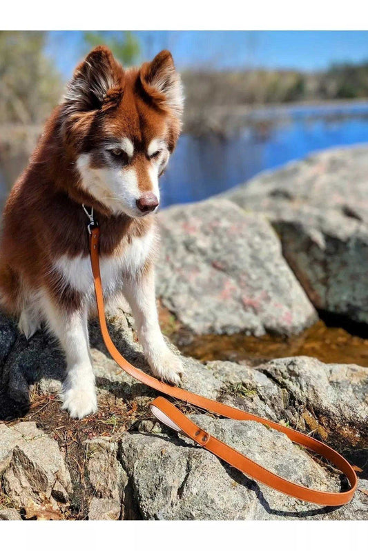 Leash Sierra Sunrise Vegan Leather Dog Leash VL24SI01 39 $ Shop All Aria the Fox Stew's Incense