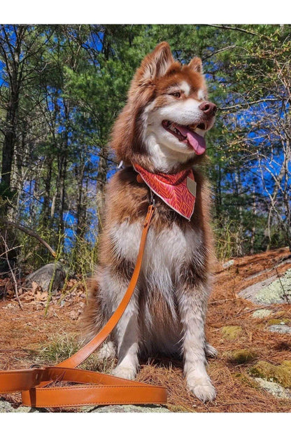 Leash Sierra Sunrise Vegan Leather Dog Leash VL24SI01 39 $ Shop All Aria the Fox Stew's Incense