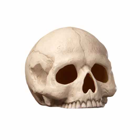 Figurines Skull Votive by Bethany Lowe Designs TD4136 119 $ Shop All Quirks! Stew's Incense